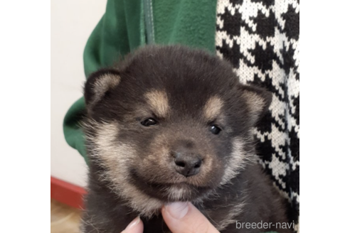 成約済の富山県の柴犬-170781の4枚目